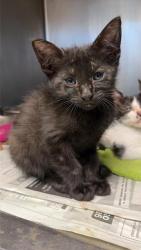 Shelter Stray Female Cat last seen Near BLOCK PLEASANT LAKE, San Antonio, TX 78227