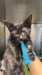Shelter Stray Male Cat last seen Near BLOCK PLEASANT LAKE, San Antonio, TX 78227