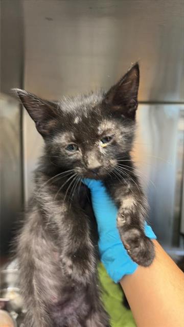 Shelter Stray Male Cat last seen Near BLOCK PLEASANT LAKE, San Antonio, TX 78227