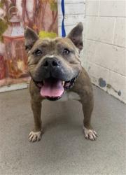 Shelter Stray Male Dog last seen W BELMONT AVE & N LITTLE LEAGUE DR, SAN BERNARDINO, CA, 92407, San Bernardino, CA 92401