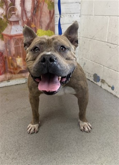 Shelter Stray Male Dog last seen W BELMONT AVE & N LITTLE LEAGUE DR, SAN BERNARDINO, CA, 92407, San Bernardino, CA 92401