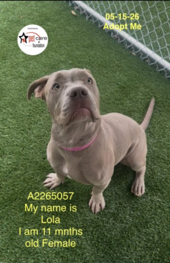Shelter Stray Female Dog last seen , Los Angeles, CA 90047