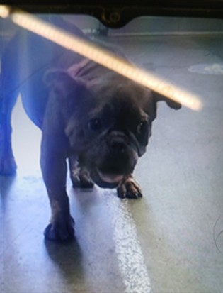 Shelter Stray Female Dog last seen , Los Angeles, CA 90047