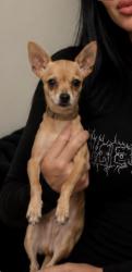 Reunited Male Dog last seen Westwood Village, Los Angeles, CA 90024, USA, Los Angeles, CA 90024