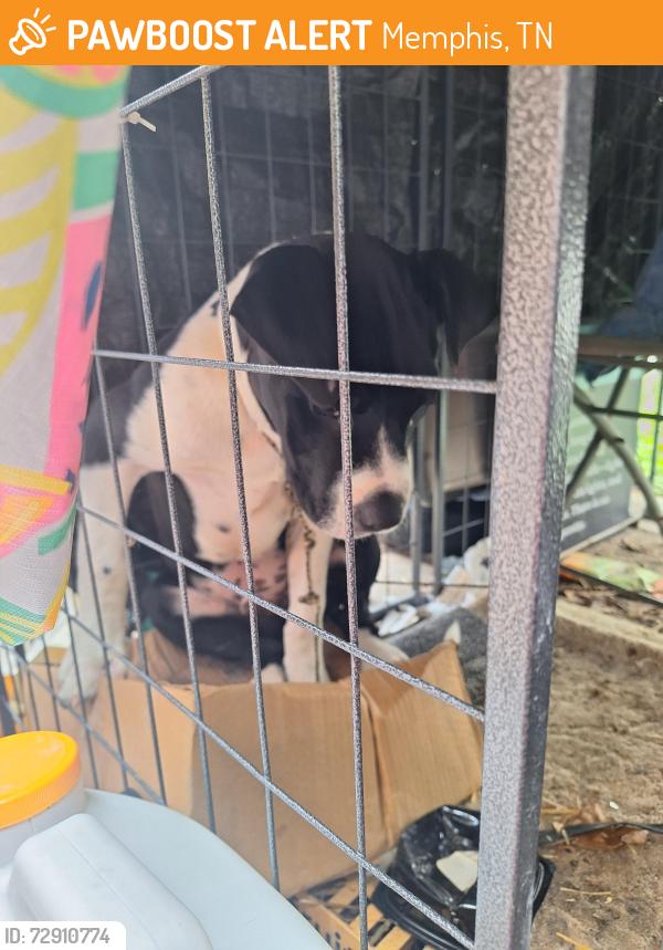 Found/Stray Male Dog last seen Faxon & Isabelle near Sonic, Memphis, TN 38122