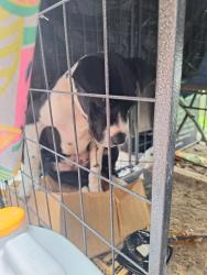 Found/Stray Male Dog last seen Faxon & Isabelle near Sonic, Memphis, TN 38122