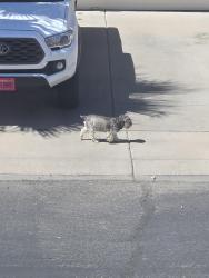 Found/Stray Male Dog last seen Guadalupe and Power, Gilbert, AZ 85234