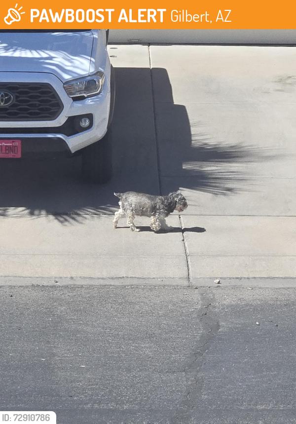 Found/Stray Male Dog last seen Guadalupe and Power, Gilbert, AZ 85234