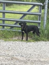 Found/Stray Male Dog last seen Indiana University Collar, Lafayette, IN 47909