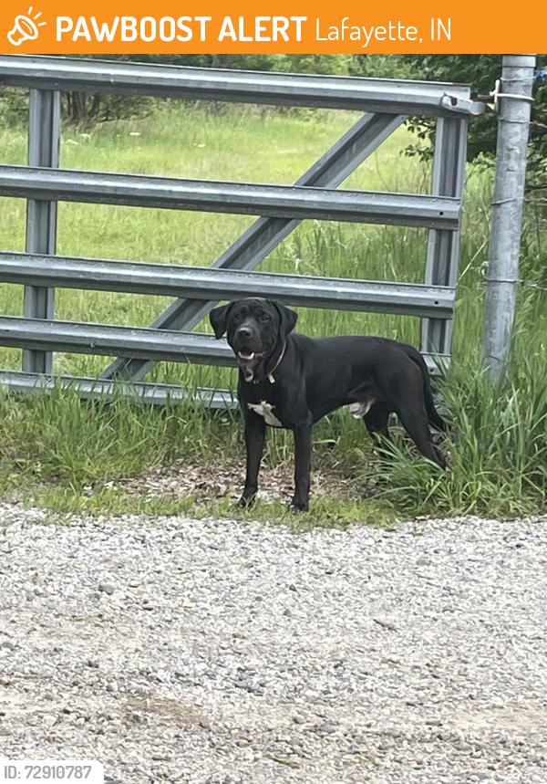 Found/Stray Male Dog last seen Indiana University Collar, Lafayette, IN 47909