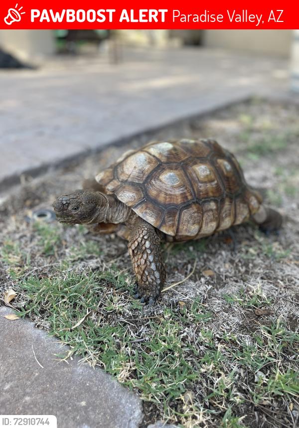 Lost Female Other last seen Lincoln/lost Dutchman near El Chorro, Paradise Valley, AZ 85253
