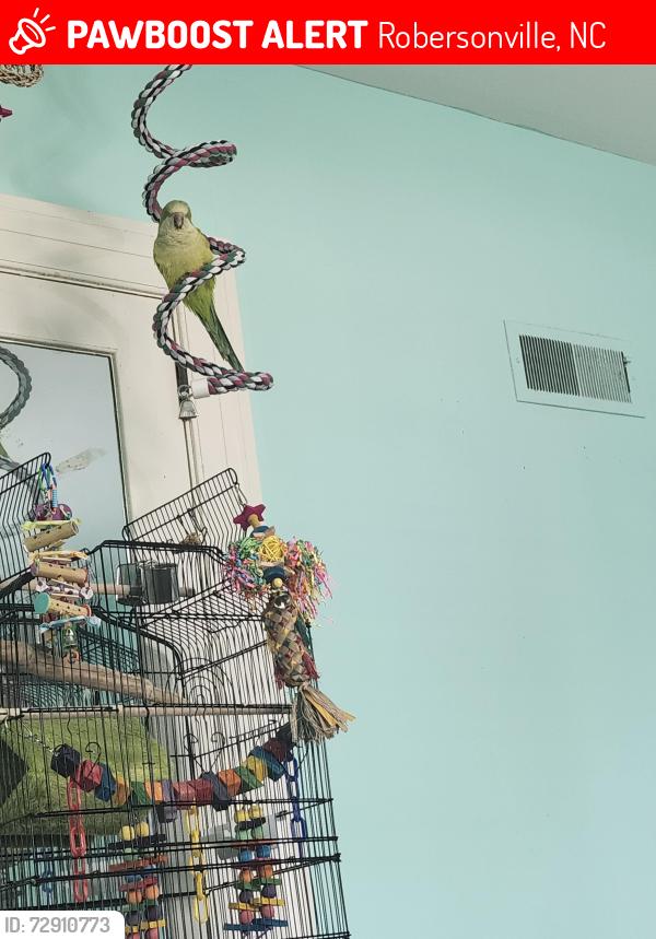 Lost Unknown Bird last seen Main street, Robersonville, NC 27871
