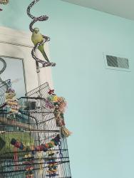 Lost Unknown Bird last seen Main street, Robersonville, NC 27871