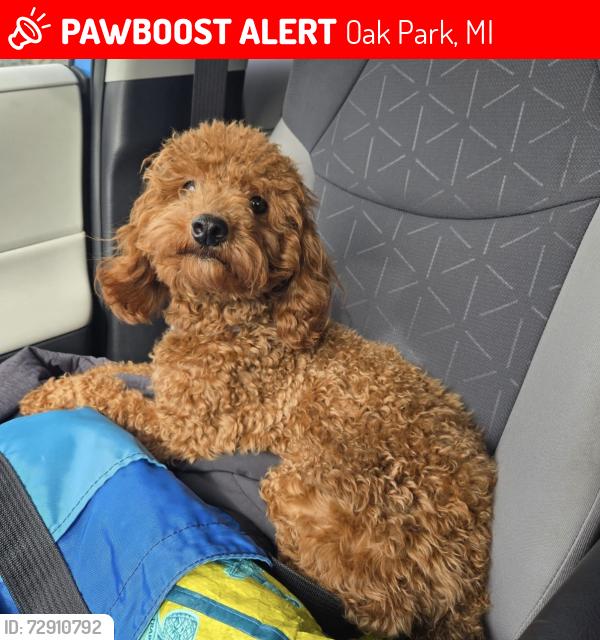 Lost Male Dog last seen Greenfield and Coolidge area , Oak Park, MI 48237