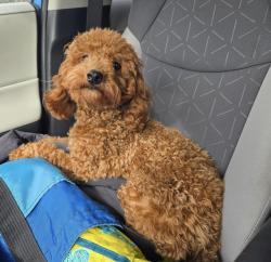 Lost Male Dog last seen Greenfield and Coolidge area , Oak Park, MI 48237