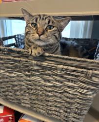 Lost Male Cat last seen 26th and France, Robbinsdale, MN 55422