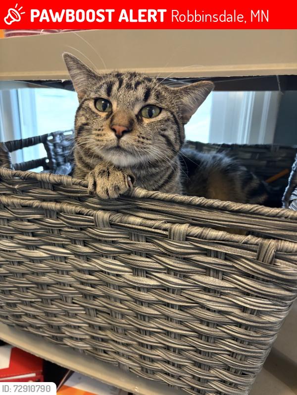 Lost Male Cat last seen 26th and France, Robbinsdale, MN 55422