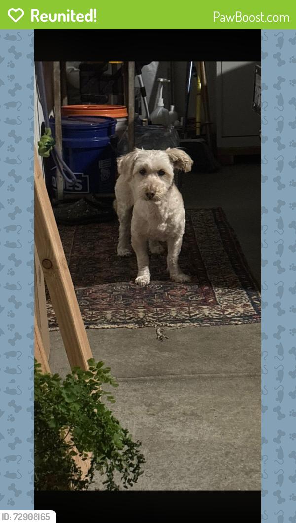 Reunited Male Dog last seen Bainbridge road, Murrieta, CA 92563