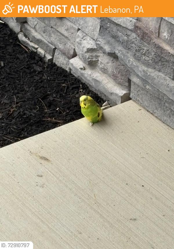 Found/Stray Unknown Bird last seen Towns edge s, Lebanon, PA 17046