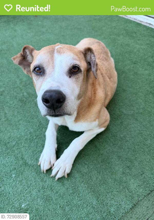 Reunited Female Dog last seen SW 62nd Ave, Sandalfoot Cove, FL 33428, USA, Sandalfoot Cove, FL 33428
