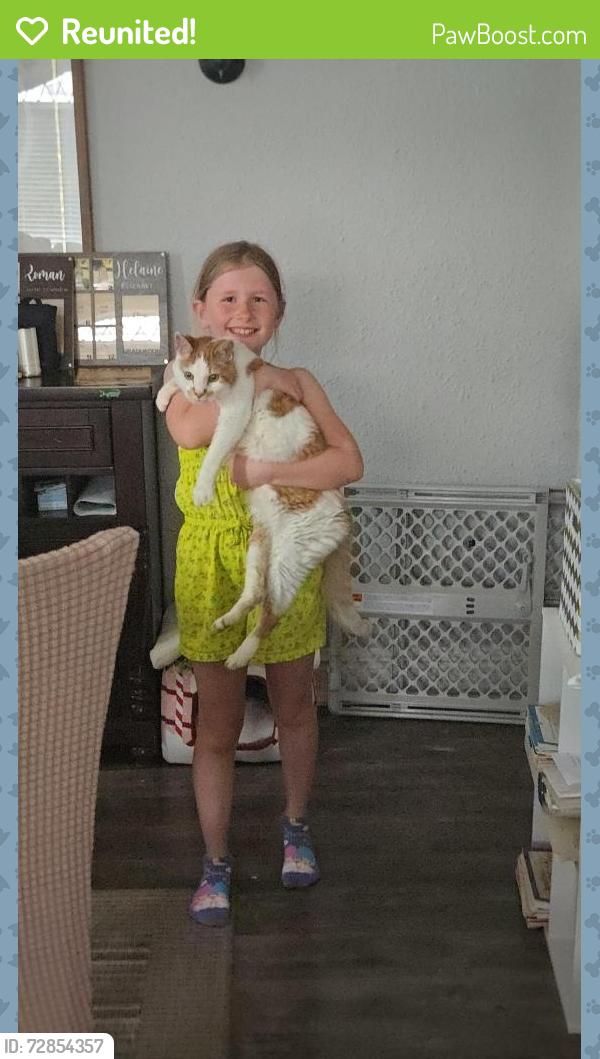 Reunited Male Cat last seen Boland & Clayton , Richmond Heights, MO 63117
