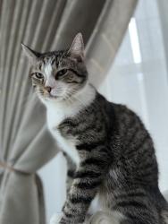 Lost Male Cat last seen Near torchlight dr, Woodbridge, VA 22193