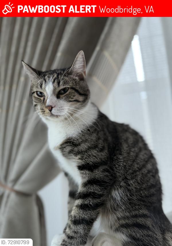 Lost Male Cat last seen Near torchlight dr, Woodbridge, VA 22193