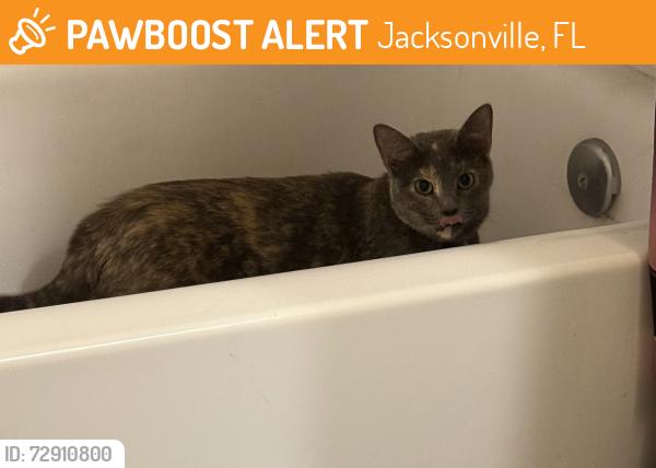 Found/Stray Female Cat last seen Girvin and Atlantic blvd, Jacksonville, FL 32225