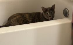 Found/Stray Female Cat last seen Girvin and Atlantic blvd, Jacksonville, FL 32225