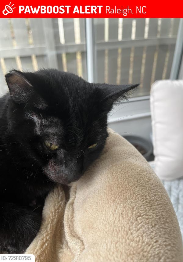 Lost Female Cat last seen Fall River subdivision , Raleigh, NC 27614
