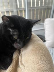 Lost Female Cat last seen Fall River subdivision , Raleigh, NC 27614