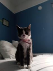 Lost Female Cat last seen Centerville Rd, Anderson, Anderson, SC 29625