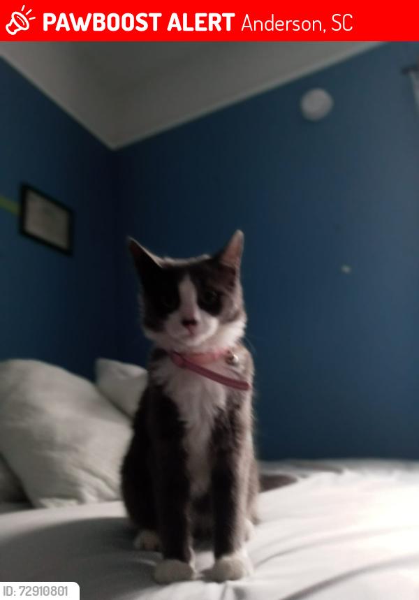 Lost Female Cat last seen Centerville Rd, Anderson, Anderson, SC 29625