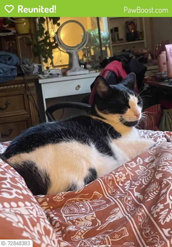 Reunited Male Cat last seen Pickwick flts apmts, Jacksonville, FL 32257