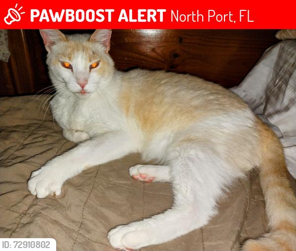 Lost Male Cat last seen Dorothy & Biscayne , North Port, FL 34287