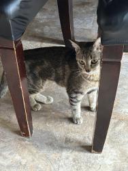 Reunited Female Cat last seen Chelton and Astrozon, Colorado Springs, CO 80916
