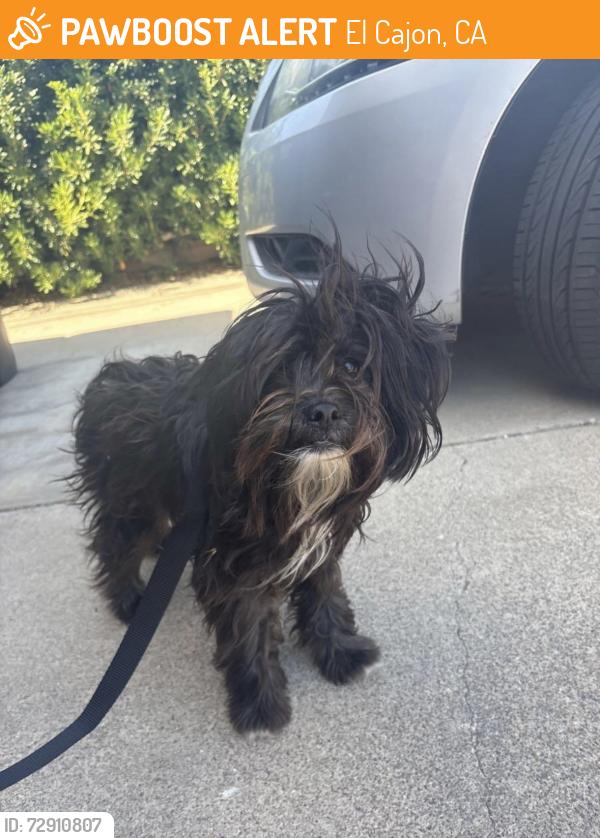 Found/Stray Female Dog last seen Calle de Buena Fe, El Cajon, CA 92021