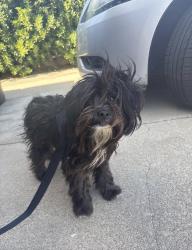 Found/Stray Female Dog last seen Calle de Buena Fe, El Cajon, CA 92021