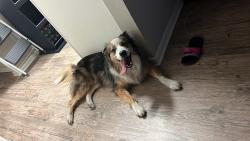 Reunited Male Dog last seen Near FM  , Leander, TX 78641