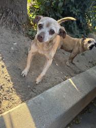 Found/Stray Male Dog last seen It’s in front of the store Q at the park lot tree, Los Angeles, CA 90001