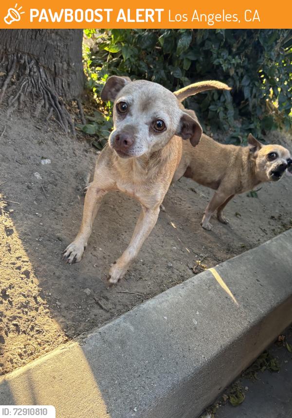 Found/Stray Male Dog last seen It’s in front of the store Q at the park lot tree, Los Angeles, CA 90001