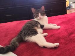 Reunited Female Cat last seen beechmont ave, Cincinnati, OH 45230