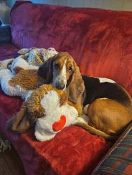 Reunited Female Dog last seen Claysville , Claysville, PA 15323
