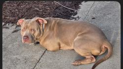 Reunited Male Dog last seen 14th ave ne , Hickory, NC 28601