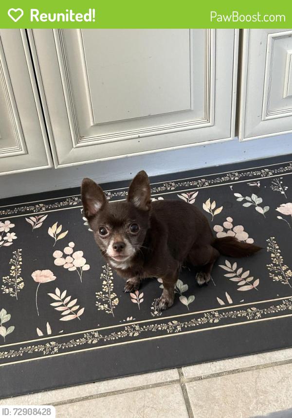 Reunited Female Dog last seen E 28th St, Paterson, NJ 07514