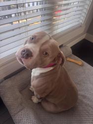 Reunited Female Dog last seen Laurel, Edmonton, AB T6T 0K3