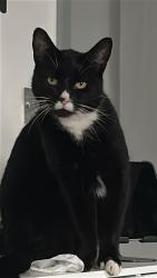 Lost Male Cat last seen Hampton Wick Station, Greater London, England KT1