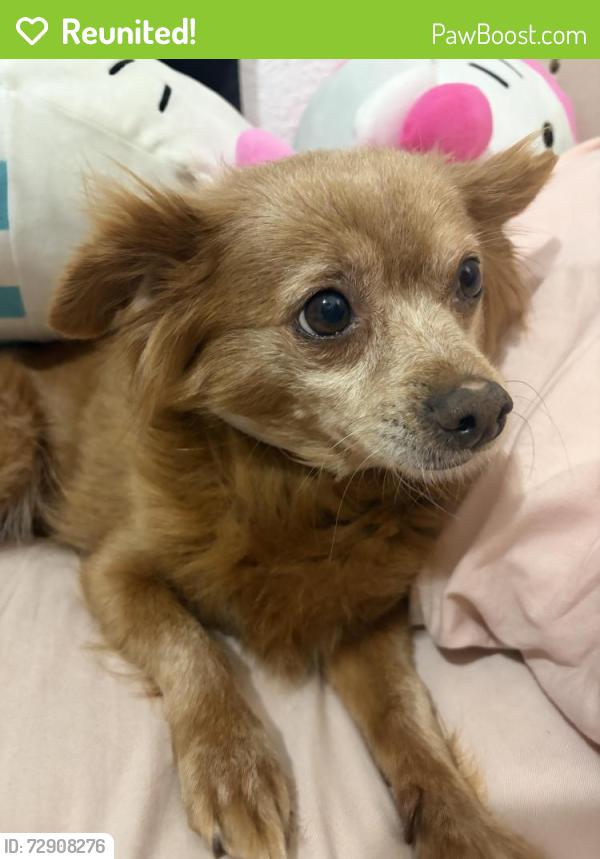 Reunited Female Dog last seen n blake st, possibly couldve been seen at w prairie st, Olathe, KS 66061