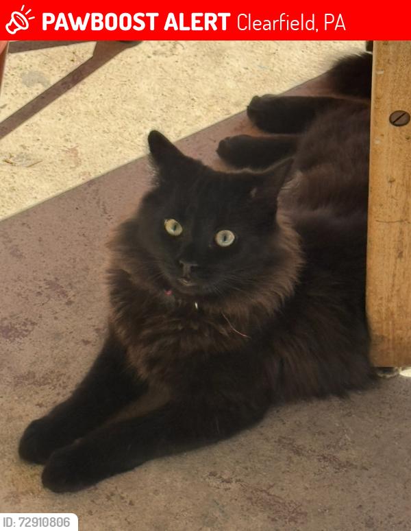Lost Male Cat last seen Third Street, Clearfield, PA 16830