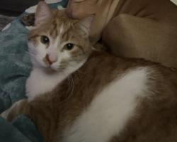 Reunited Male Cat last seen Near Reaney Ave E, St Paul, MN 55119, USA, Saint Paul, MN 55119
